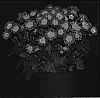 Chrysanthemum%20x%20morifolium%20%27Currant%20Yomistique%27