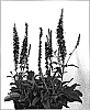 Veronica%20austriaca%20x%20Veronica%20spicata%20%27Baby%20Blue%27