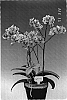 Phalaenopsis%20sp.%20%27Sunrise%20Crystal%27