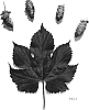 Humulus%20lupulus%20L%20%27APOLLO%27
