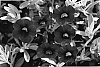 Calibrachoa%20hybrid%20%27KLECA07145%27