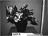 Schlumbergera%20truncata%20%27SAMBA%20BRAZIL%27