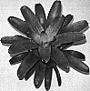 Vriesea%20fosteriana%20%27Kiwi%20Cream%27