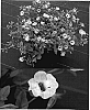 Torenia%20sp.%20%27Sunrenibebu%27