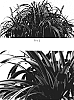 Liriope%20muscari%20%27Marant%27
