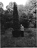 Thuja%20Occidentalis%20%27American%20Pillar%27