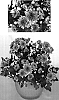 Chrysanthemum%20x%20morifolium%20%27Yowanda%27