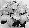 Euphorbia%20pulcherrima%20Willd.%20%27Stargazer%20White%27