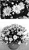 Chrysanthemum%20x%20morifolium%20%27Yoelena%27