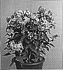 Phlox%20paniculata%20%27Valentina%27