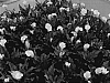 Zantedeschia%20spp.%20%27Yellow%20Jacket%20BLZ%27