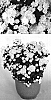 Chrysanthemum%20x%20morifolium%20%27Brilliant%20Yotiffany%27