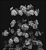 Primula%20filchnera%20x%20Primula%20sinensis%20%27Thirtyone%27