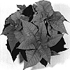 Euphorbia%20pulcherrima%20%27NPCW07120%27