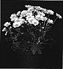 Chrysanthemum%20x%20morifolium%20%27Frosty%20Yomistique%27