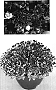 Chrysanthemum%20x%20morifolium%20%27Cool%20Yoigloo%27