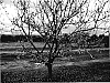 Prunus%20armeniaca%20L.%20%27AC1%27