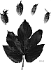 Humulus%20lupulus%20%27Super%20Galena%27