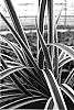 Carex%20morrowii%20%27Ice%20Ballet%27