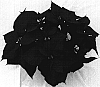 Euphorbia%20pulcherrima%20Willd.%20%27Floasatur%27