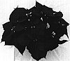 Euphorbia%20pulcherrima%20Willd.%20%27Floasatur%27