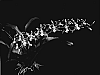 EXOTIC%20ORCHID%20%27White%20Knight%27