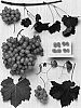 Grapevine%20%27Sheegene-9%27