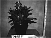 Schlumbergera%20truncata%20%27CARNEVAL%20BRAZIL%27