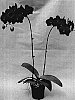 Doritaenopsis%20Orchid%20%27SOGO%20F1548%27