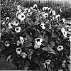 Torenia%20%27DANCAT266%27