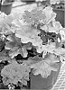 Pelargonium%20interspecific%20%27Amri%20Trared%27