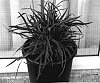 Phormium%20tenax%20%27PHOS2%27