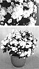 Chrysanthemum%20x%20morifolium%20%27Frosty%20Yoigloo%27