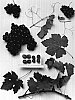 Vitis%20vinifera%20%27Sheegene-12%27