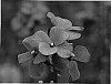 Erysimum%20linifolium%20%27Jenny%20Brook%27
