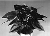 Anthurium%20andreanum%20%27Anthcimwi%27