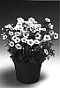 Saxifraga%20x%20arendsii%20%27Rocklarwhi%27