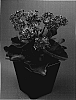Kalanchoe%20blossfeldiana%20%27Patrice%27