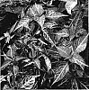 Alternanthera%20ficoidea%20%27Mai%20Tai%27