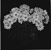 Chrysanthemum%20x%20mirifolum%20%27Yellow%20Yocupertino%27