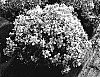 Nemesia%20x%20hybrida%20%27PENDROP%27