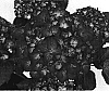 Hydrangea%20macrophylla%20%27Sidaselm%27