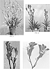 Anigozanthos%20hybrid%20%27Ramboball%27