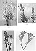 Anigozanthos%20hybrid%20%27Ramboball%27