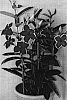 Mandevilla%20hybrida%20%27Scarlet%20Velvet%27