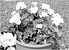 Pelargonium%20hortorum%20%28L.%29%20L%27%20Herit.%20ex%20Ait%20%27Amri%20Whit09%27