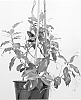 Trachelospermum%20jasminoides%20%27Selbra%27