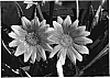 Gazania%20linearis%20%27Tangerine%20Frost%27
