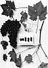 Vitis%20vinifera%20%27Sheegene-8%27