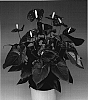 Anthurium%20andreanum%20L.%20%27Anthabudon%27
